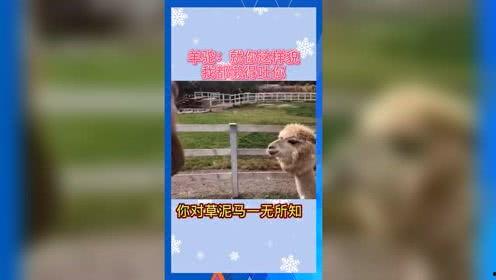 愉悦娱乐吃瓜群众,揭秘“吃瓜群众”的狂欢世界