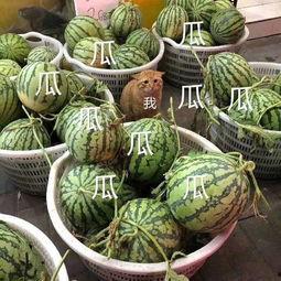 吃娱乐的瓜,揭秘明星们的甜蜜与苦涩瓜