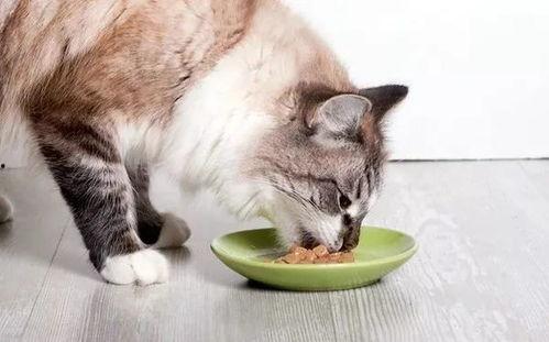 娱乐吃瓜酱猫猫,趣味吃瓜日常
