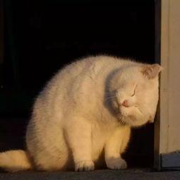 娱乐吃瓜酱猫猫,趣味吃瓜日常