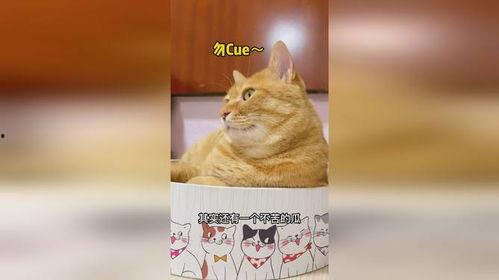 吃瓜猫娱乐
