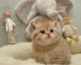 吃瓜娱乐绿茶猫,揭秘娱乐圈背后的秘密