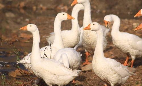 娱乐吃瓜鹅鸭,吃瓜鹅鸭带你探秘明星幕后故事