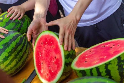 吃瓜娱乐学校,网红明星的摇篮与成长之路