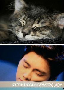 吃瓜少女猫娱乐,揭秘娱乐圈幕后故事