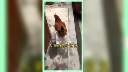 娱乐吃瓜群众酱,娱乐八卦的狂欢与反思