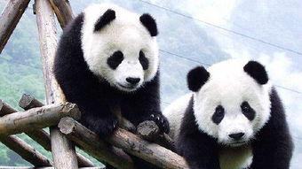 熊猫娱乐吃瓜酱,户外主播小肖意外退出，冠军花落谁家？