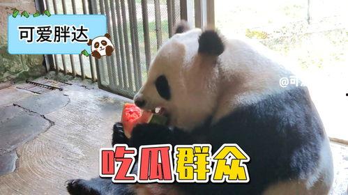 熊猫娱乐吃瓜酱,户外主播小肖意外退出，冠军花落谁家？