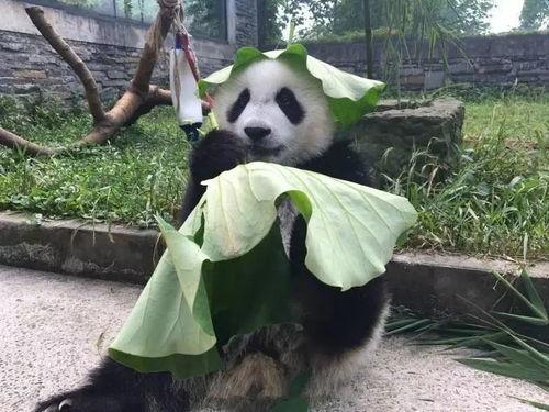 熊猫娱乐吃瓜酱,户外主播小肖意外退出，冠军花落谁家？