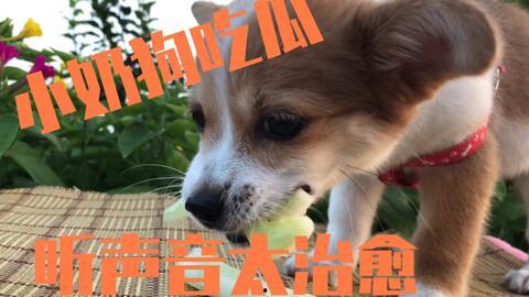 娱乐吃瓜酱小狗,小狗酱的吃瓜日记