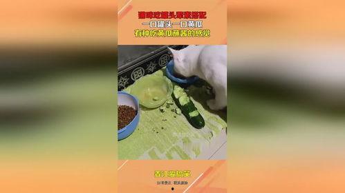 娱乐吃瓜酱罐头,吃瓜酱罐头带你领略幕后风云
